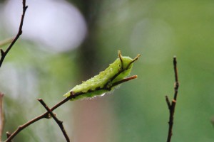 IMG_6342